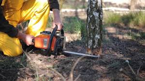 Best Palm Tree Trimming  in Maybrook, NY
