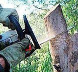 Best Commercial Tree Services  in Maybrook, NY