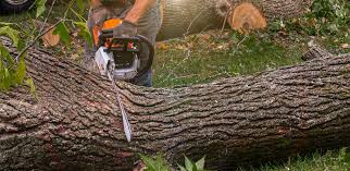 Best Fruit Tree Pruning  in Maybrook, NY