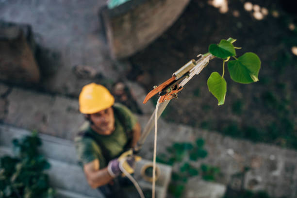Reliable Maybrook, NY Tree Services Solutions