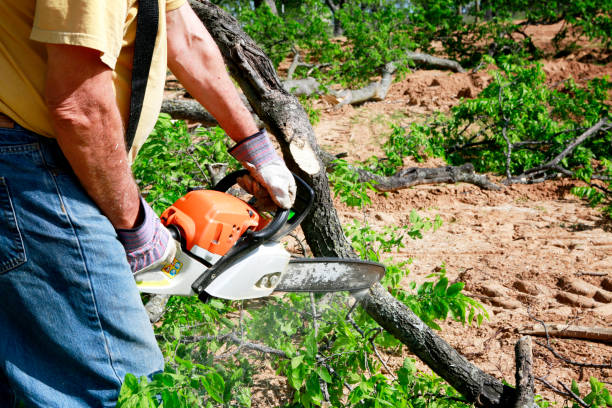 Best Hazardous Tree Removal  in Maybrook, NY